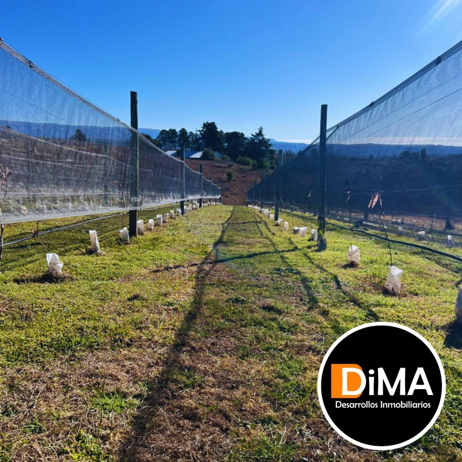 LOTES EN VENTA EN YACANTO - CON POSIBILIDAD DE TU CASA Y VIÑEDO PROPIO